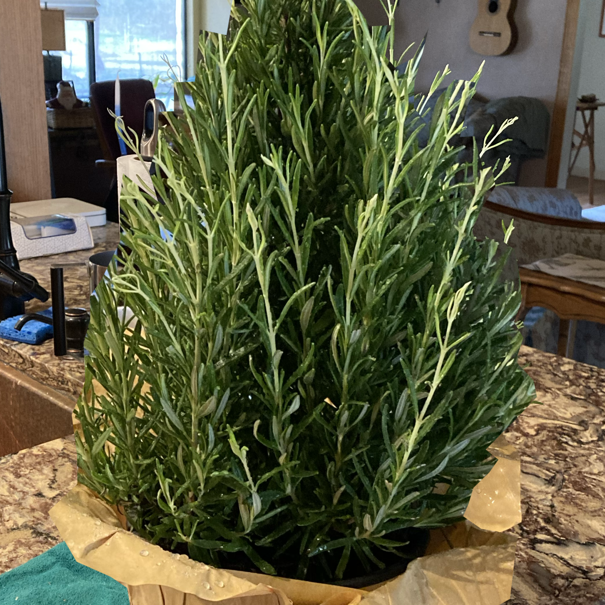 rosemary tree.png